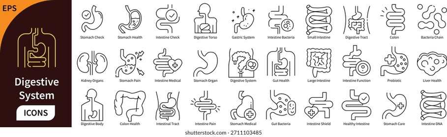 Conjunto de iconos de línea del sistema digestivo. Anatomía médica, órganos gastrointestinales, salud intestinal y símbolos de Vector de enfermedades del estómago.	