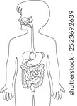 Digestive System line vector illustration isolated on with background