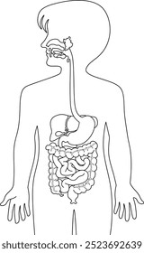 Ilustração de vetor de linha do sistema digestivo isolada com fundo