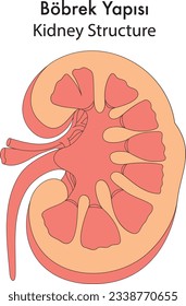 Digestive System, Male Reproductive System, Excretion, Circulation, Skull Anatomy, Organs, Heart, Lung, Liver, Kidney, Intestine, Fetus, Heart Valves, Structure, Skull Anatomy