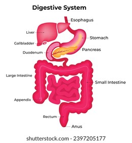 Digestive System Medical Illustration Design