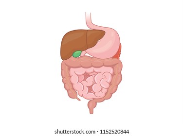 Digestive system organ of Human isolated on white background. Illustration about anatomy.