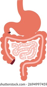Visão geral do sistema digestivo com estômago e intestinos, layout simplificado ideal para cartazes escolares, ciência infantil e noções básicas de biologia.
