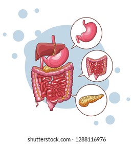 digestive system parts