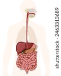 The digestive system. The picture shows the significant structures of the digestive tract