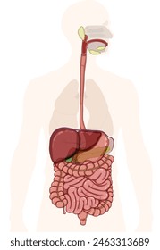 El sistema digestivo. La imagen muestra las estructuras significativas del tubo digestivo