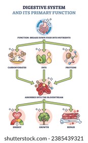 Sistema digestivo y su función principal para el diagrama de esquema del metabolismo. Explicación de procesos educativos etiquetados con descomposición de alimentos a nutrientes y suministro de cuerpo con ilustración de vectores de energía.