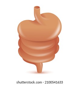 Digestive system - stomach and intestine. human anatomic icon in 3D style