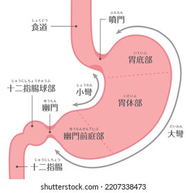 Verdauungssystem Stomachelstruktur

Auf Japanisch wird es als "esophagus", "duodenum", "gastric body", "fundus", "cardia" und "pylorus" bezeichnet.