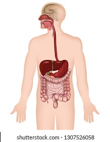 The digestive system unlabeled 3d vector illustration on white background