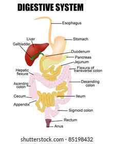 Digestive System (useful for education in schools and clinics ) - vector illustration