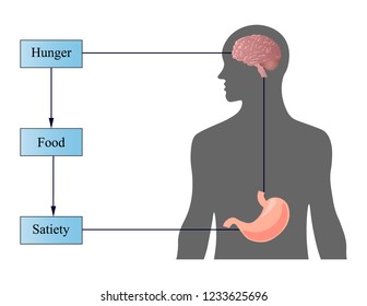 Digestive system vector