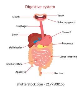 Digestive system vector human body vector illustration internal organs lungs, heart, liver, stomach (healthcare and medical concept)