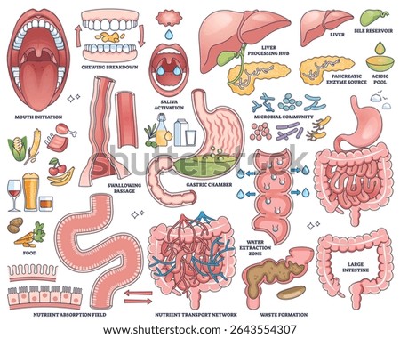 Digestive system worksheet shows mouth, stomach, and intestines in labeled outline style for educational use. Outline style collection