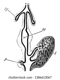 Digestive Tract Of A Chick Where Two Hepatic Diverticulum With Their Terminations United By Solid Rows Of Hypoblast Cells, Vintage Line Drawing Or Engraving Illustration.