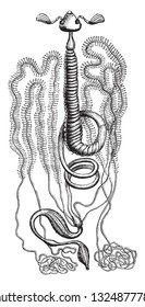 The Digestive Tract Of The Cockchafer, Vintage Engraved Illustration. Zoology Elements From Paul Gervais.
