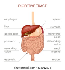 The Digestive Tract Of A Human. Cartoon Vector Illustration For Medical Atlas Or Educational Textbook. 