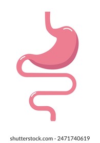 Digestive tract illustration. Gastrointestinal tract. Intestines, guts, stomach