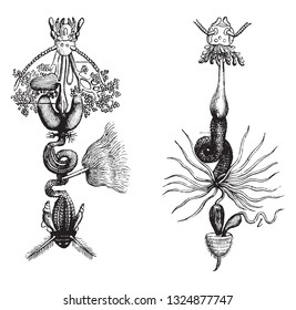 Digestive Tract Of Insects, Vintage Engraved Illustration. Zoology Elements From Paul Gervais.
