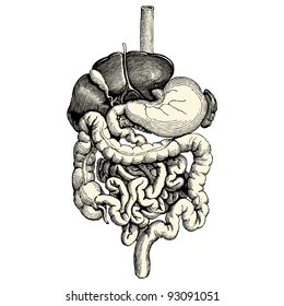 Digestive tract - vintage engraved illustration - "Manuel des hospitalière et des garde-malaldes"  edited by  Librairie Poussielgue - Paris 1907