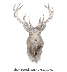 Digital Deer Drawing Vector Artwork