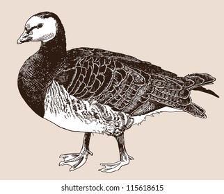 digital drawing of Barnacle goose (Branta leucopsis), engraving style