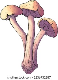 Digital drawing trio autumn white mushrooms