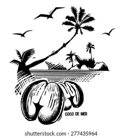 Digital engraving - black and white vector - line drawing - Double coconut (Seychelles nut)