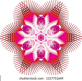 Digital Flower Art