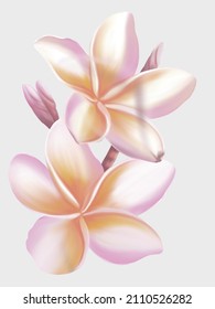 Digital hand drawn two soft pink of Plumeria flower.