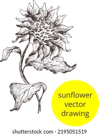 Digital Hand Drawn Vintage Sketch.
Image Of Sunflower. Outline Of The Silhouette Isolated. Eps Vertical Template Print For Label, Package, Box,textile Print