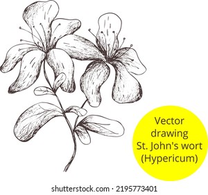 Digital Hand drawn vintage sketch.
Vector Image of St.John's wort. 
Outline of the silhouette isolated. 
Eps  template print for label, pharmacy package, box