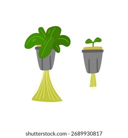 Ilustración digital que presenta dos etapas de crecimiento de las plantas en un sistema hidropónico, destacando las raíces de las plantas.