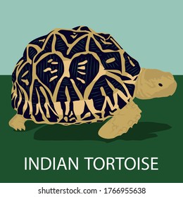 Digital illustration of a Indian tortoise ideal for infographics.