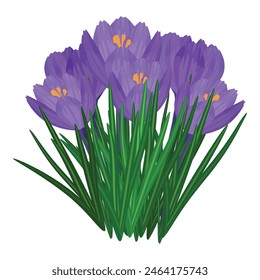 Digital illustration of a lush cluster of purple crocus flowers with bright green leaves