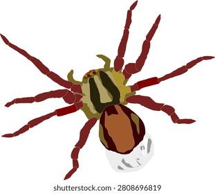 A digital illustration of a spider, closely resembling a wolf spider, viewed from a top-down perspective against a plain white background.