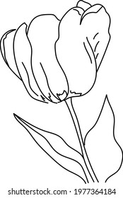 Digital illustration. Tulip on a white background. Line. Clip art