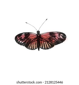 Digital image of butterfly in retro style. Vector illustration of butterfly