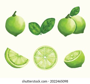 Digital painting of limes with watercolour technique