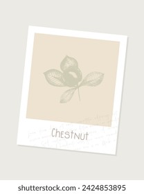 Digital scrapbooking element vintage illustration of imprint chestnut with leaves on beige background in frame with text Lorem ipsum.