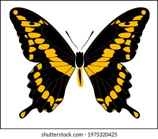 Digital vector art of Giant Swallowtail Butterfly isolated on white background