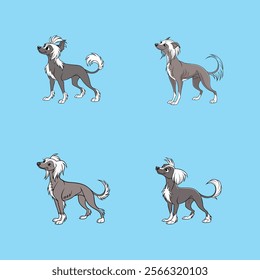 Digital vector artwork of a Chinese Crested Dog, perfect for pet lovers and design enthusiasts