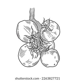 Digital vector detailed tomatoes hand drawn illustration