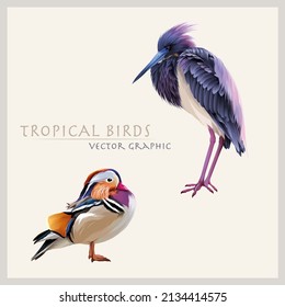 digital vector illustration and art with wild exotic mandarin duck and tricolor heron. exotic birds vector illustration