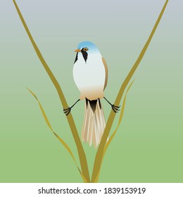 An digital vector illustration of a bearded reedling. The bird is in a kind of spread position between two reed stalks.