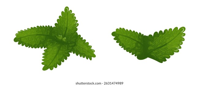 Digital vector illustration showing mint and catnip leaves, ideal for tea packaging, herb icons, or botanical infographics.
