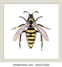 Digital watercolor big wasp. Hand drawn insect illustration, detailed vector art. Isolated bug on white background in a light-colored wooden frame.