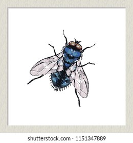 Digital watercolor blue fly. Hand drawn insect illustration, detailed vector art. Isolated bug on white background in a light-colored wooden frame.