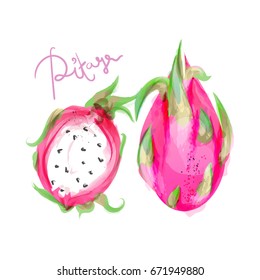 Digital watercolor hand drawn vector illustration of Pitaya (Dragon fruit)