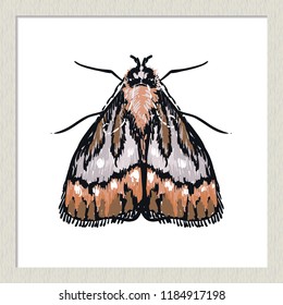 Digital watercolor moth butterfly. Hand drawn insect illustration, detailed vector art. Isolated bug on white background in a light-colored wooden frame.